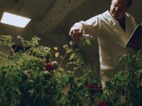 मंगळवार उगवले टॉमेटो आणि त्याचा बनवला केचअप? कसा तयार झाला 'मंगळावरचा केचअप'... - Marathi News | mars ketchup made from tomatoes grown from mars | Latest jarahatke Photos at Lokmat.com