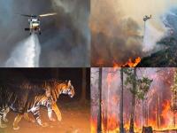 Odisha Forest Fire: ओडिशात अग्नितांडव; मात्र व्हायरल होणारे हे फोटो नेमके कुठले आहेत?; नक्की जाणून घ्या सत्य! - Marathi News | Forest Fire in Odisha; But what exactly are these viral photos ?; Know the truth for sure! | Latest fact-check Photos at Lokmat.com