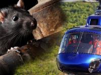 उंदरांना मारण्याचा फतवा, तोही हॅलिकॅप्टरने! असं नेमकं काय झालं? उंदरांचा काय दोष? घ्या जाणून - Marathi News | Fatwa to kill rats, even by helicopter! What exactly happened? What's wrong with rats? Get to know | Latest international Photos at Lokmat.com