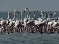 पुलीकट लेक फ्लेमिंगोंनी बहरलं! - Marathi News | Flamingo bird at pulicat lake | Latest national Photos at Lokmat.com