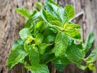 उन्हाळ्यात वापरा पुदिना; सौंदर्यासोबत आरोग्यासाठीही गुणकारी - Marathi News | Many heat treatments are treated with mint leaves know their benefits | Latest food Photos at Lokmat.com