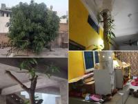 याला म्हणतात पर्यावरण रक्षण! २५ कोटींचं घर संपूर्ण बदलंल फक्त झाडासाठी, पाहा या घराचे फोटो - Marathi News | Unique Tree House Chhatarpur 25 crore house modified for tree | Latest jarahatke Photos at Lokmat.com