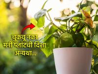 Vastu Shastra: मनी प्लांट चुकीच्या दिशेला ठेवाल, तर आयुष्यभर पश्चात्ताप कराल; पाहा योग्य दिशा! - Marathi News | Vastu Shastra: If you place the money plant in the wrong direction, you will regret it for the rest of your life; look at the right direction! | Latest bhakti News at Lokmat.com Vastu Shastra: मनी प्लांट चुकीच्या दिशेला ठेवाल, तर आयुष्यभर पश्चात्ताप कराल; पाहा योग्य दिशा! - Marathi News | Vastu Shastra: If you place the money plant in the wrong direction, you will regret it for the rest of your life; look at the right direction! | Latest bhakti News at Lokmat.com