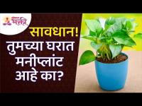 आपल्या घरामधील मनीप्लँटबद्दल महत्वाची माहिती | Facts About Keeping Moneyplant at Home |Lokmat Bhakti