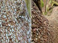 खरोखरचं पैशाचं झाड पाहिलंय का?; चला, आम्ही घेऊन जातो! - Marathi News | There is a money tree | Latest jarahatke Photos at Lokmat.com