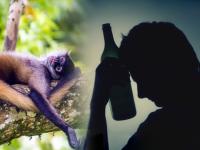 माणसांना दारू का आवडते?; नशेत टुन्न राहणाऱ्या माकडांवर संशोधन करून शोधणार कारण - Marathi News | Monkeys' Taste For Boozy Fruit Could Explain Why Humans Love Alcohol, Too | Latest jarahatke Photos at Lokmat.com