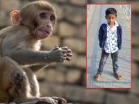 माकडांना मारण्यासाठी ठेवलेला विषारी लाडू चिमुरड्याने खाल्ला; ४ वर्षांच्या एकुलत्या एक मुलाचा तडफडून मृत्यू! - Marathi News | A child ate a poisonous laddoos meant to kill monkeys; the only child of 4 years old died of shock! | Latest national News at Lokmat.com