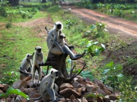 पळसखेड धरणातील झाडांवर अडकली आठ माकडे