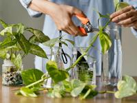 Vastu Tips: घराच्या 'या' दिशेला लावा मनी प्लांट, तरच मिळेल संपत्ती आणि समृद्धीचा पूर्ण लाभ! - Marathi News | Vastu Tips: Plant money plant in this direction of the house, only then you will get full benefit of wealth and prosperity | Latest bhakti Photos at Lokmat.com