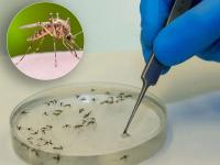 या देशात सोडण्यात आले लॅबमध्ये विकसित केलेले लाखो डास, समोर आलं असं कारणं - Marathi News | Health News: Millions of lab-developed mosquitoes were released into the country, the reasons revealed | Latest international Photos at Lokmat.com