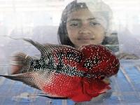 ‘वर्ल्ड ऑफ फिश’ चे अंधेरीत अनोखे प्रदर्शन - Marathi News | Unique performance of 'World of Fish' in the dark | Latest mumbai Photos at Lokmat.com