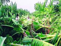 मान्सूनपूर्वच्या तडाख्याने नांदेड जिल्ह्यात अतोनात नुकसान - Marathi News | Pre-monsoon losses in Nanded district | Latest nanded Photos at Lokmat.com