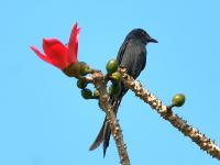 ...मऊ झुलावी चैत्र पालवी - Marathi News | ... soft seductive Chaitanya Palavi | Latest nashik Photos at Lokmat.com