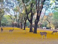 CoronaVirus: प्रदूषण नसल्यानं दिसलं पृथ्वीवरचं स्वर्ग...; व्हायरल फोटो बघाल तर बघतच राहाल! - Marathi News | CoronaVirus: becuase of no pollution i can see this trends and people are sharing hilarious images vrd | Latest social-viral Photos at Lokmat.com