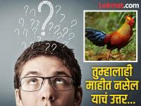 कोंबडा कोणत्या देशाचा राष्ट्रीय पक्षी आहे? अनेकांना माहीत नसेल याचं उत्तर... - Marathi News | Which country's national bird is hen? know the answer | Latest jarahatke Photos at Lokmat.com