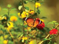 निसर्गाचं बहरलेलं रुप... - Marathi News | The nature of nature ... | Latest mumbai Photos at Lokmat.com