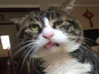 ड्रामेबाज माणसे खूप पाहिली असतील, आता ड्रामेबाज मांजर बघा...तुम्हालाही पटेल! - Marathi News | World's most dramatic cat funny images | Latest social-viral Photos at Lokmat.com