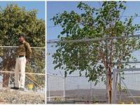 देशातलं VVIP झाड; ज्याचं एक पान गळालं तरी प्रशासनाला येतं टेन्शन, सुरक्षेवर लाखोंचा खर्च! - Marathi News | vvip tree of madhya pradesh where goverment spent millions rupees for his safety | Latest jarahatke Photos at Lokmat.com