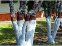 झाडांच्या खोडाला सफेद आणि लाल रंगानं का रंगवलं जातं? काय आहे यामागचं कारण? जाणून घ्या... - Marathi News | Why are tree trunks painted white and red What is the reason behind this Find out | Latest jarahatke Photos at Lokmat.com