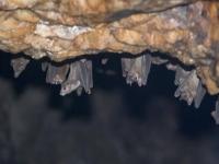 Marburg Virus: कोरोना के बीच अब 'मारबर्ग' वायरस का खतरा, पहला मामला सामने आया - | Marburg virus case detected in west africa marburg virus detected in guinea | Latest india Photos at Lokmatnews.in