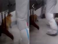 कुत्र्यांना मारून चीन संपवतोय कोरोना? व्हिडीओ व्हायरल; लोक संतापले - Marathi News | horrifying moment china health worker beat and killed mistress was in corona quarantine | Latest international Photos at Lokmat.com
