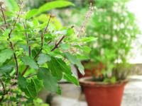 वास्तुशास्त्र तसेच फेंगशुई शास्त्राने सुचवलेली 'ही' दहा झाडं तुमचे नशीब बदलून टाकतील! - Marathi News | These ten trees suggested by Vastushastra and Feng Shui Shastra will change your destiny! | Latest bhakti Photos at Lokmat.com