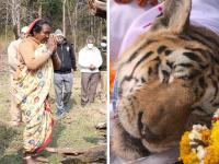 RIP 'कॉलरवाली'! पेंचमधील लाडक्या वाघिणीला भावूक निरोप; पाहा Photos - Marathi News | rip collarwali tigress death pench photos | Latest national Photos at Lokmat.com