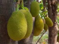 Jackfruit Cultivation: फणसाच्या लागवडीतून कसे कमवाल लाखो रुपये? एक झाड वर्षोन् वर्ष देतं फळ! - Marathi News | jackfruit farming profit farmers earn lakhs rupees by kathal ki kheti by adopting advance method of farming | Latest business Photos at Lokmat.com