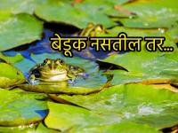 बेडकांची घटती संख्या मानवासाठी का बनतोय धोका? याचं कारण नक्कीच विचार करायला भाग पाडेल, वाचा... - Marathi News | Why is the declining number of frogs a threat to humans The reason for this will definitely make you think | Latest international Photos at Lokmat.com