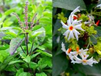 Vastu Shastra: बुधवारी तुळशीसह खरेदी करा 'ही' रोपं, सुख वैभव वास्तूमध्ये रुजवणं होईल सोपं! - Marathi News | Vastu Shastra: Buy these plants with Tulsi on Wednesday, it will be easy to instill happiness and prosperity in Vastu! | Latest bhakti Photos at Lokmat.com