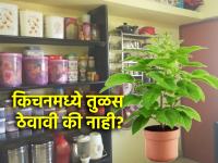 Vastu Shastra: तुमच्या किचन विंडोमध्ये तुळस लावलीय का? ताबडतोब वास्तुनियम वाचा! - Marathi News | Vastu Shastra: Have you planted basil in your kitchen window? Read Vastu Niyam immediately! | Latest bhakti Photos at Lokmat.com