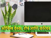 Vastu Tips: ऑफिस डेस्कवर चुकूनही ठेवू नका 'ही' रोपं; तुमच्या प्रगतीत येऊ शकतो अडथळा! - Marathi News | Vastu Tips: Don't accidentally place 'these' plants on the office desk; Your progress may be hindered! | Latest bhakti Photos at Lokmat.com