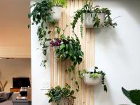 वास्तुशास्त्र : घरात मनी प्लांट जरूर लावा, मात्र त्याबरोबरीने 'हे' नियम पाळा तरच फायदा होईल! - Marathi News | Vastushastra: Plant a money plant in the house, but at the same time, it will be beneficial only if you follow the rules! | Latest bhakti Photos at Lokmat.com