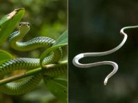पंख नसूनही साप हवेत उडतात कसे? अखेर वैज्ञानिकांनी मिळवलं या प्रश्नाचं उत्तर.... - Marathi News | Scientists finds how the flying snakes glide through air | Latest jarahatke Photos at Lokmat.com