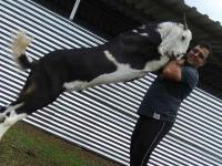 शेळीपालनातून ३६ वर्षीय मराठी युवकानं केली कोटींची कमाई; वाचा यशस्वी संघर्षगाथा - Marathi News | 36-year-old Marathi youth earned crores from goat farming; Read success story | Latest inspirational-moral-stories Photos at Lokmat.com
