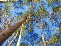 Farming Business Idea: या लाकडाची शेती, हेक्टरला ३००० रोपे; करोडोत कमाई; औषध, इंधन, कागदच नाही फर्निचरसाठीही वापर - Marathi News | Farming Business Idea: Farming of Eucalyptus Nilgiri wood, 3000 plants per hectare; Earnings in crores; Not only medicine, fuel, paper but also used for furniture | Latest business Photos at Lokmat.com