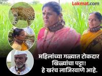 पुण्यात बिबट्याची दहशत, स्वरक्षणासाठी गळ्यात टोकदार खिळ्यांचा पट्टा घालण्याची वेळ, ग्रामस्थांची नवी शक्कल - Marathi News | Leopard terror in Pune time to wear a belt of sharp nails around the neck for self-defense, new look for villagers | Latest pune News at Lokmat.com पुण्यात बिबट्याची दहशत, स्वरक्षणासाठी गळ्यात टोकदार खिळ्यांचा पट्टा घालण्याची वेळ, ग्रामस्थांची नवी शक्कल - Marathi News | Leopard terror in Pune time to wear a belt of sharp nails around the neck for self-defense, new look for villagers | Latest pune News at Lokmat.com