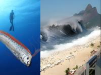 मोठे संकट येण्याची शक्यता, पुन्हा दिसला तो रहस्यमयी मासा; गेल्यावेळी ७.० तीव्रतेचा भूकंप आलेला, त्यापूर्वी त्सुनामी - Marathi News | Fears of a major crisis, the mysterious oarfish has appeared again; Last time there was a 7.0 magnitude earthquake, before that a tsunami | Latest international Photos at Lokmat.com