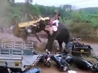 केरळमध्ये हत्तीचा हैदोस, गाड्यांची केली तोडफोड