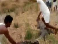 गावक-यांनी दगडाने ठेचून मगरीला मारलं