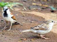 २० मार्च जागतिक चिमणी दिन - Marathi News | March 20 World Chimpanzee Day | Latest maharashtra Photos at Lokmat.com