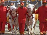 थायलंड - पवित्र बैलांनी वर्तवला चांगल्या पावसाचा अंदाज - Marathi News | Thailand - Holy bulls have predicted good rainfall | Latest international Photos at Lokmat.com
