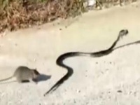 VIDEO: जेव्हा उंदिर पिल्लासाठी सापासोबत भिडतो