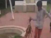 VIDEO: अरे बापरे ! अल्पवयीन मुलांनी कुत्र्यांच्या पिल्लांना जिवंत जाळलं