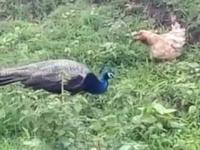 VIDEO : पिलांना वाचवण्यासाठी कोंबडीने दिली मोराशी झुंज