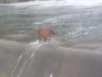VIDEO : वान धरणाच्या पाण्यातून गायीचे मॉर्निंग वॉक