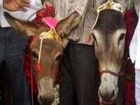 लागले रे लागले ... लातुरात गाढवाचे लग्न लागले...!