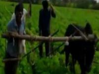 VIDEO : डवरणीसाठी बैलाच्या जागी शेतकरी!