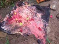 नाशिक - अघोरी विदयेचा प्रकार आला उघडकीस (फोटो स्टोरी) - Marathi News | Nashik - Aghori Vidya's type came exposed (photo story) | Latest maharashtra Photos at Lokmat.com