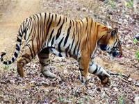 बुलेटिन - दिवसभरातल्या टॉप 5 बातम्या